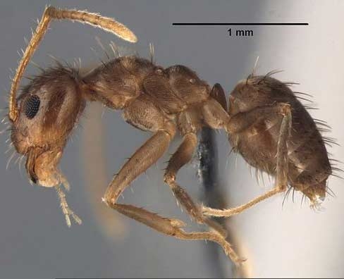 گونه اسرارآمیز مورچه دیوانه راسبری