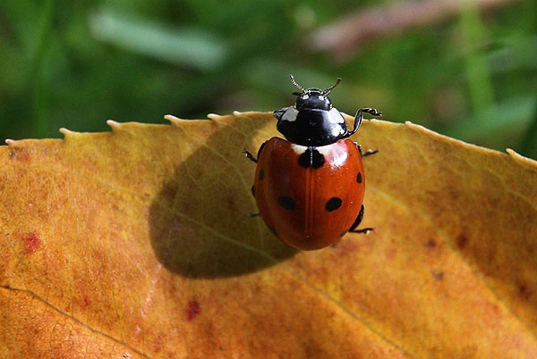 A ladybug crawls across a leaf