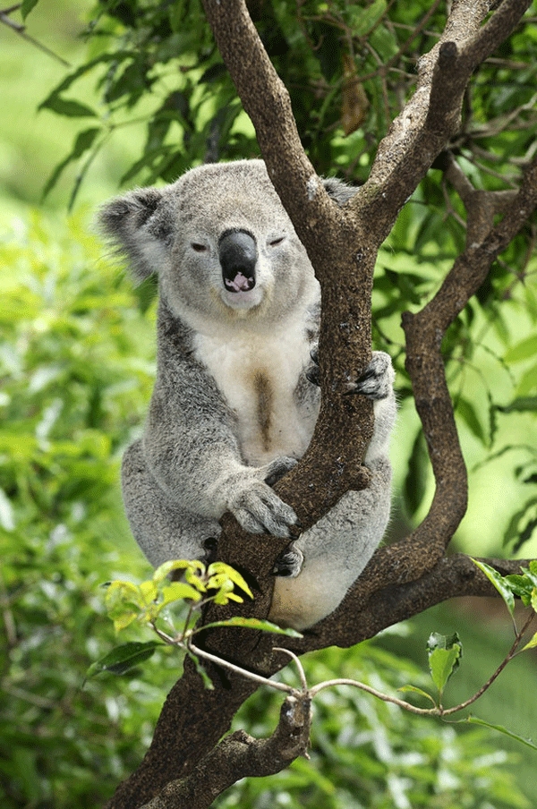 Koala۲