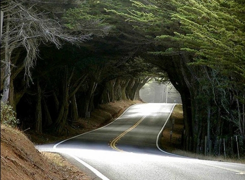 تونل‌های درختی در طبیعت