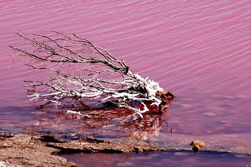 دریاچه صورتی-سنگال
