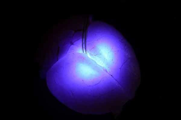 تزریق LED به درون مغز یک حیوان