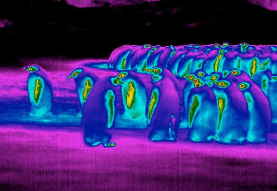راز سازگاری پنگوئن‌نا با هوای قطبی