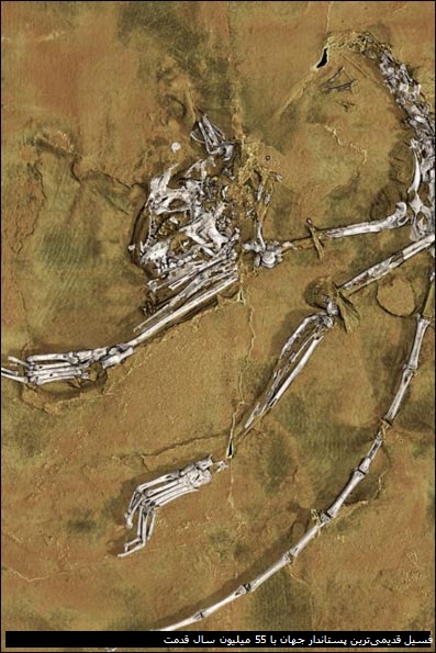 فسیل قدیمی‌ترین پستاندار جهان با 55 میلیون سال قدمت