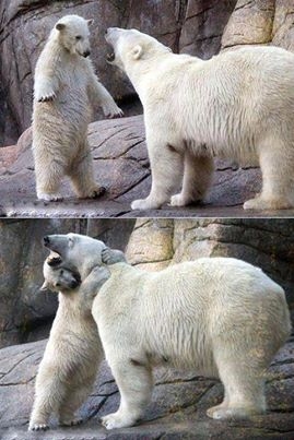 خرس کودک و خرس مادر