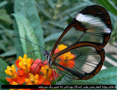 بال‌های پروانه الهام بخش تولید کنندگان پوشاکی که تغییر رنگ می‌دهند