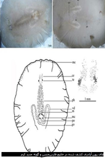جنس و گونه جدید کرم‎های پهن آزادزی کشف شده در خلیج فارس