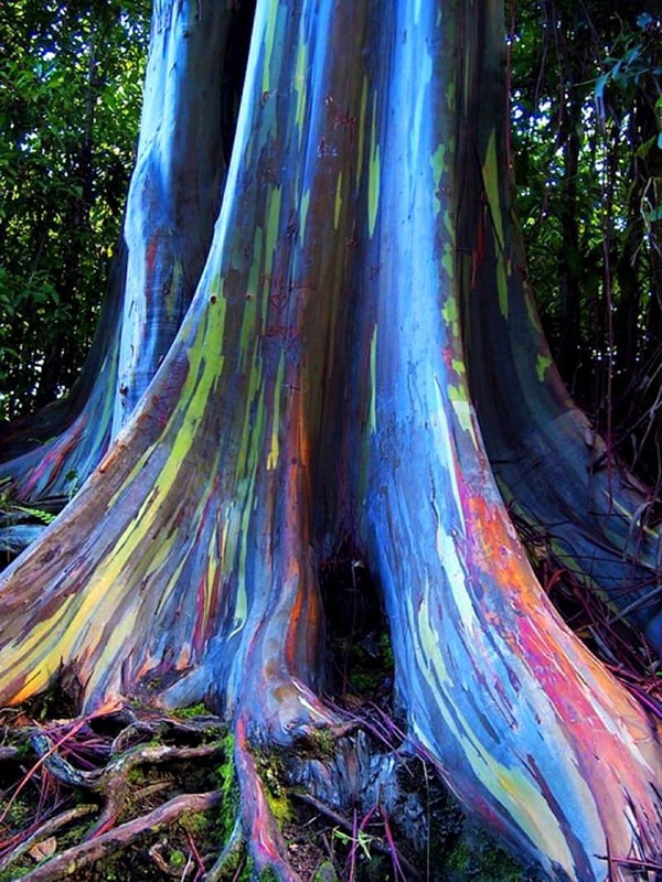 Rainbow Eucalyptus2