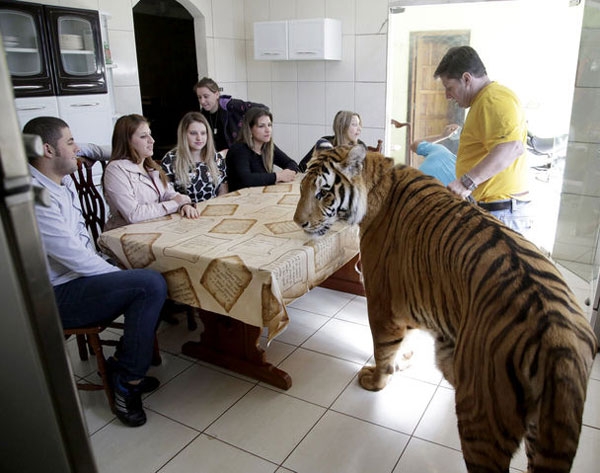 Brazil man fights to keep trained tigers in his home