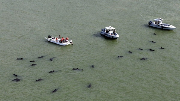 pilot whales found dead