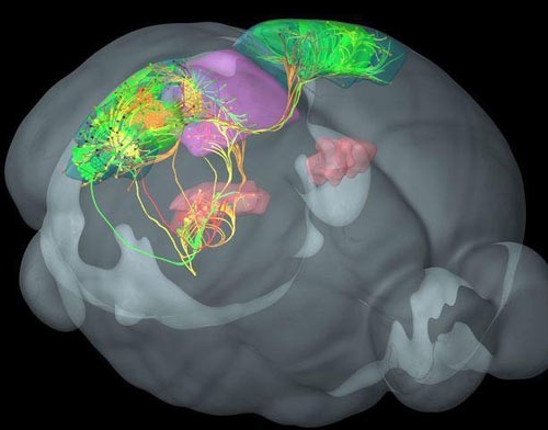تهیه نقشه سه‌بعدی از سیم‌کشی مغز