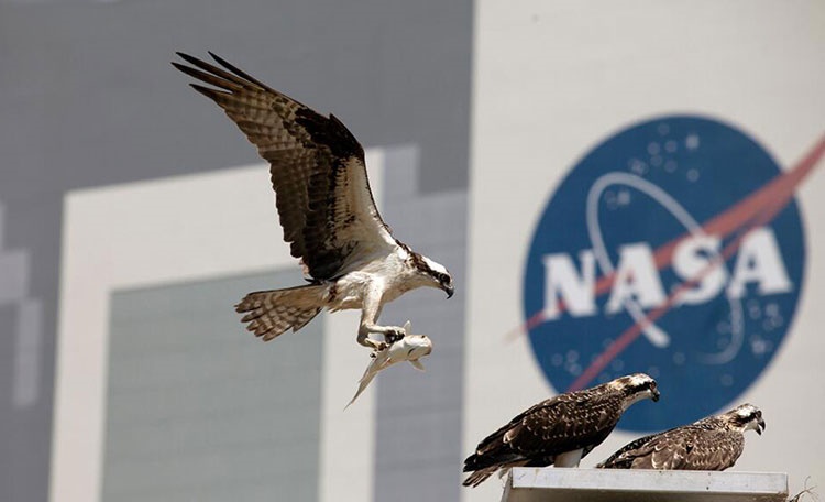 ospreys - Kennedy Space Center