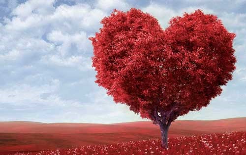 دوچرخه شماره ۸۳۲ دوچرخه شماره ۸۳۲