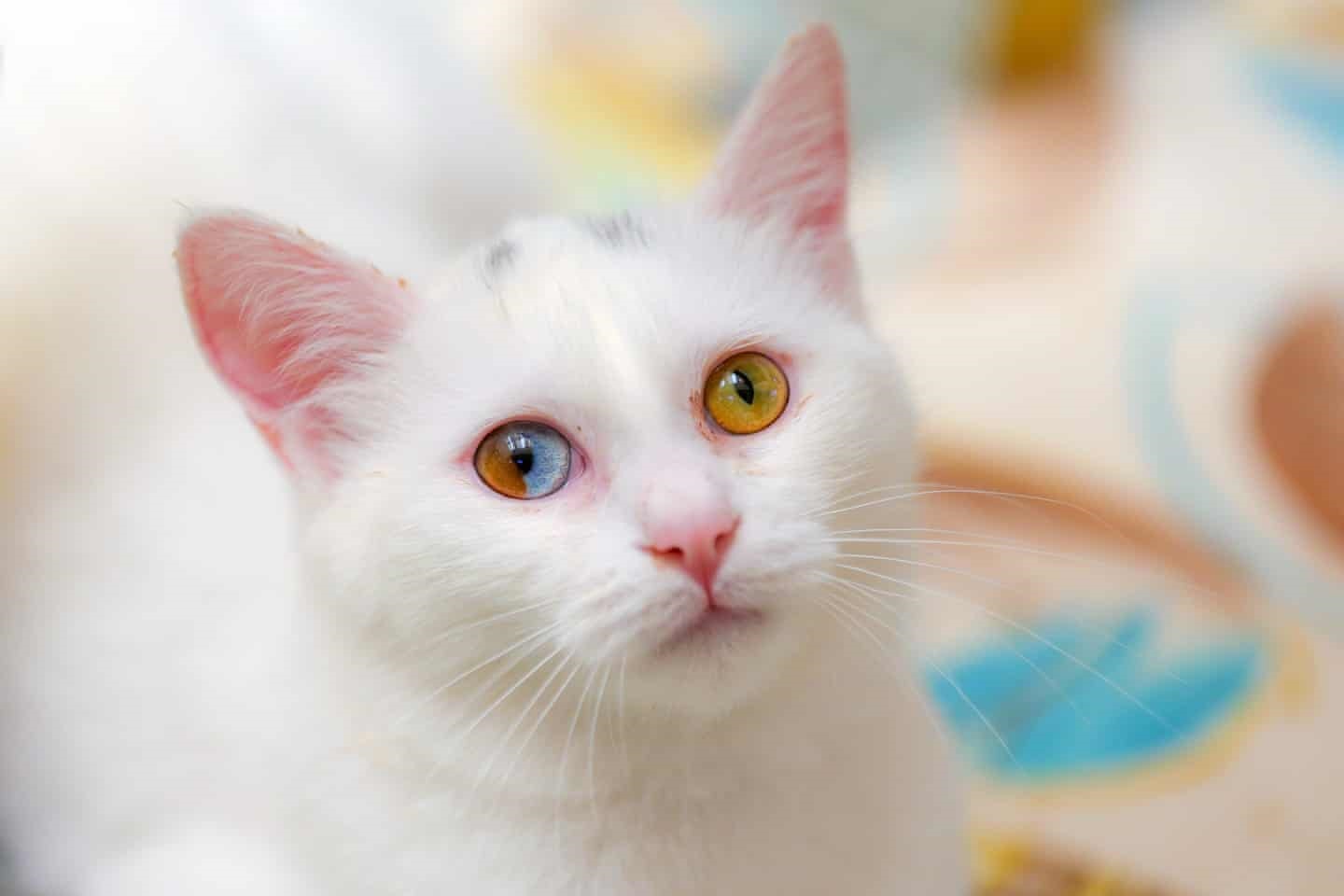 عکس روز: گربه با چشم‌ دو رنگ