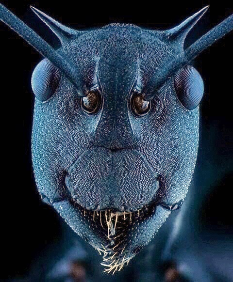 صورت مورچه زیر میکروسکوپ الکترونی