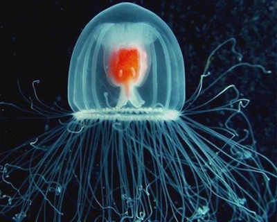 عروس  دریایی-hydrozoan jellyfish 