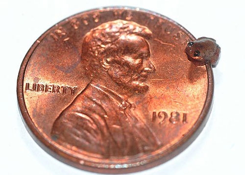 کوچکترین قورباغه دنیا