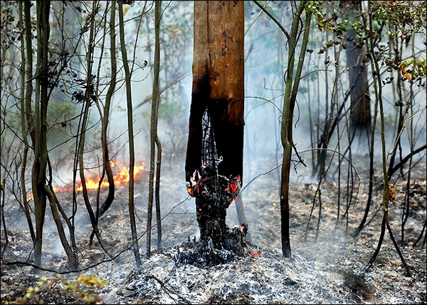 آتش سوزی در جنگل‌های نزدیکی مسکو