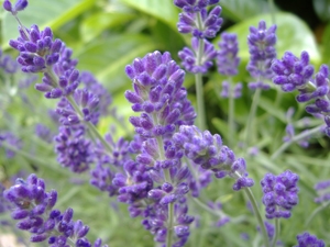lavender essence