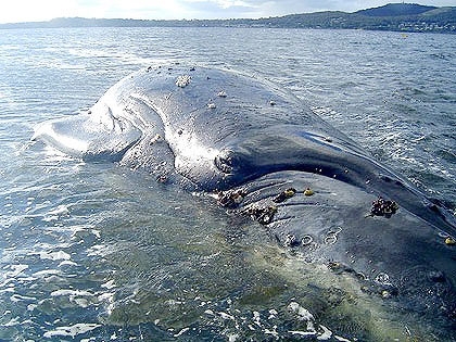 Explosive end for sick whale