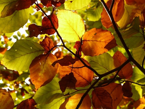 استفاده از برگ‌های پاییزی در دکوراسیون