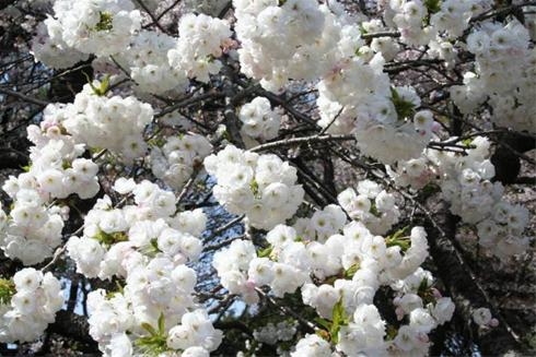 شکوفه‌های گیلاس
