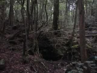 جنگل آئوکیگاهارا