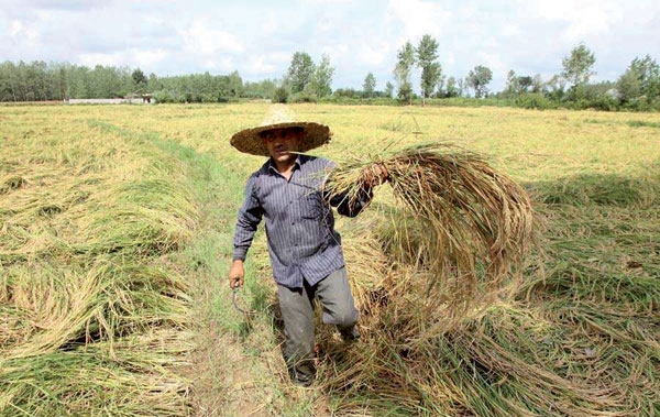 بارندگی‌های اخیر در استان گیلان به مزارع برنج تا 40درصد آسیب زد.