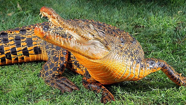 Crocodile Turns Bright Orange