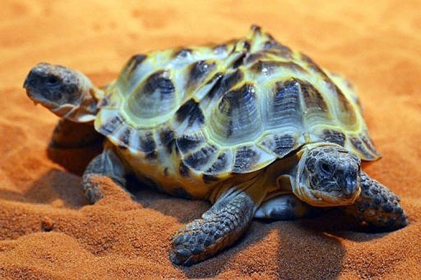 Two-headed tortoise goes on show in Ukraine