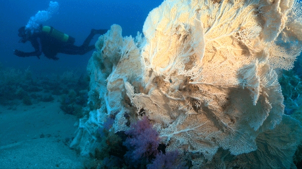 کشف مرجان‌ها در عمق‌آب‌های خلیج فارس