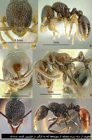 تصاویری از سه سرده مختلف از مورچه ها که به تازگی در فیلیپین کشف شده اند
