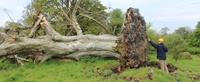 کشف اسکلتی ۱۰۰۰ ساله در ریشه‌های یک درخت