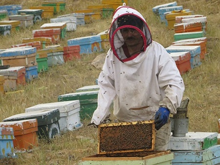 هشدار درباره عرضه عسل‌های تقلبی | احتمال کاهش تولید 
