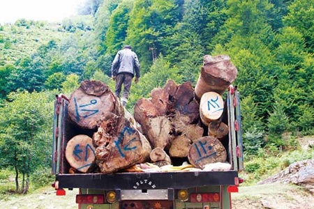 طرح تنفس؛ کمک به تجدیدحیات یا نابودکننده جنگل‌های شمال؟