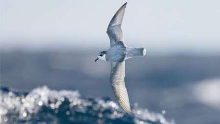 پرندگان دریایی زباله را با غذا اشتباه می‌گیرند