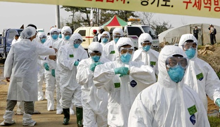 اقدامات اضطراری کره جنوبی برای مهار آنفلوآنزای پرندگان