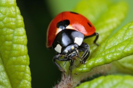 چرا حشرات بر جهان سلطه دارند؟