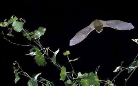 مزارع بادی، تهدیدی در برابر جمعیت خفاش‌ها