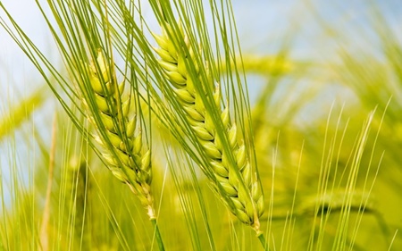 پیش‌بینی تولید بیش از ۱۳ میلیون تن گندم در سال آینده