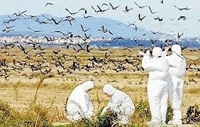 تلف شده ۲۸۰ پرنده بر اثر آنفلوآنزا پرندگان | هشدار به مردم