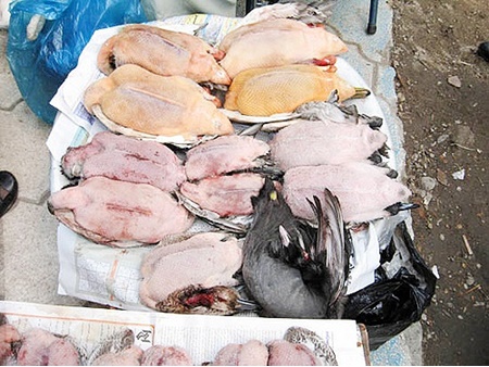 آنفولانزای پرندگان؛ هشدار در باره خرید پرندگان شکاری