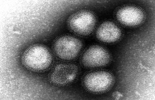 آشنایی با ویروس آنفلوآنزای پرندگان H۷N۹