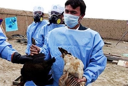 افزایش آمار تلفات آنفولانزای فوق حاد پرندگان | لاشه ۹۴۰ پرنده کشف شد