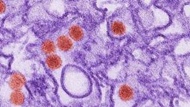 ویروس زیکای آمریکایی در آفریقا کشف شد