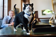 گربه وزارت خارجه انگلیس متهم به جاسوسی شد؛ وزیر تکذیب کرد