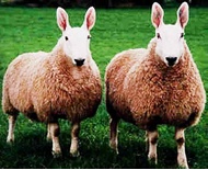 حمله گوسفندان به خانه‌ها و خودرو مردم در بریتانیا