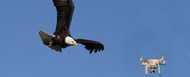آموزش عقاب‌‌ها برای مقابله با پهپاد‌های مزاحم