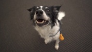 برای عملیات امداد؛ نجات و اکتشاف بمب | آموزش ارتباطی به سگ‌ها در ۲۷ ثانیه