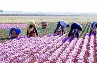 ثمره قاچاق: هلند در افغانستان زعفران ایرانی تولید می‌کند
